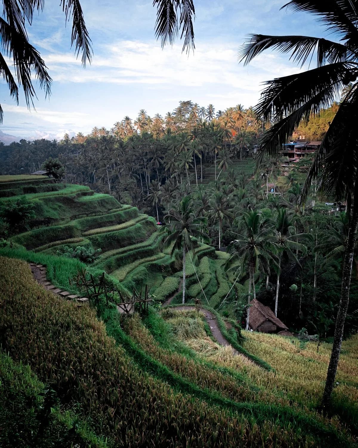 Rice terraces and coconut palms in Ubud, Bali