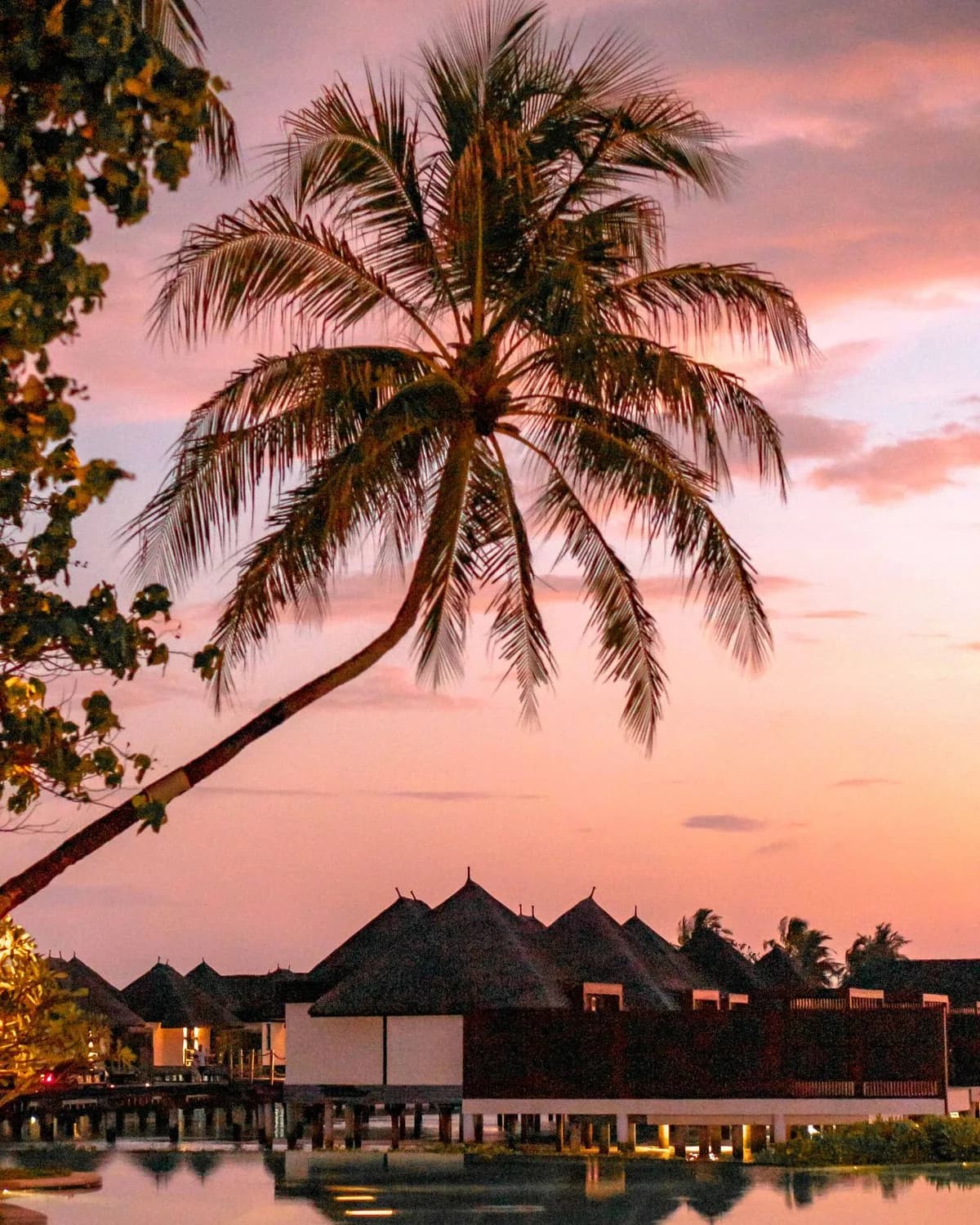 Palm silhouettes against a pink Polynesian sunset