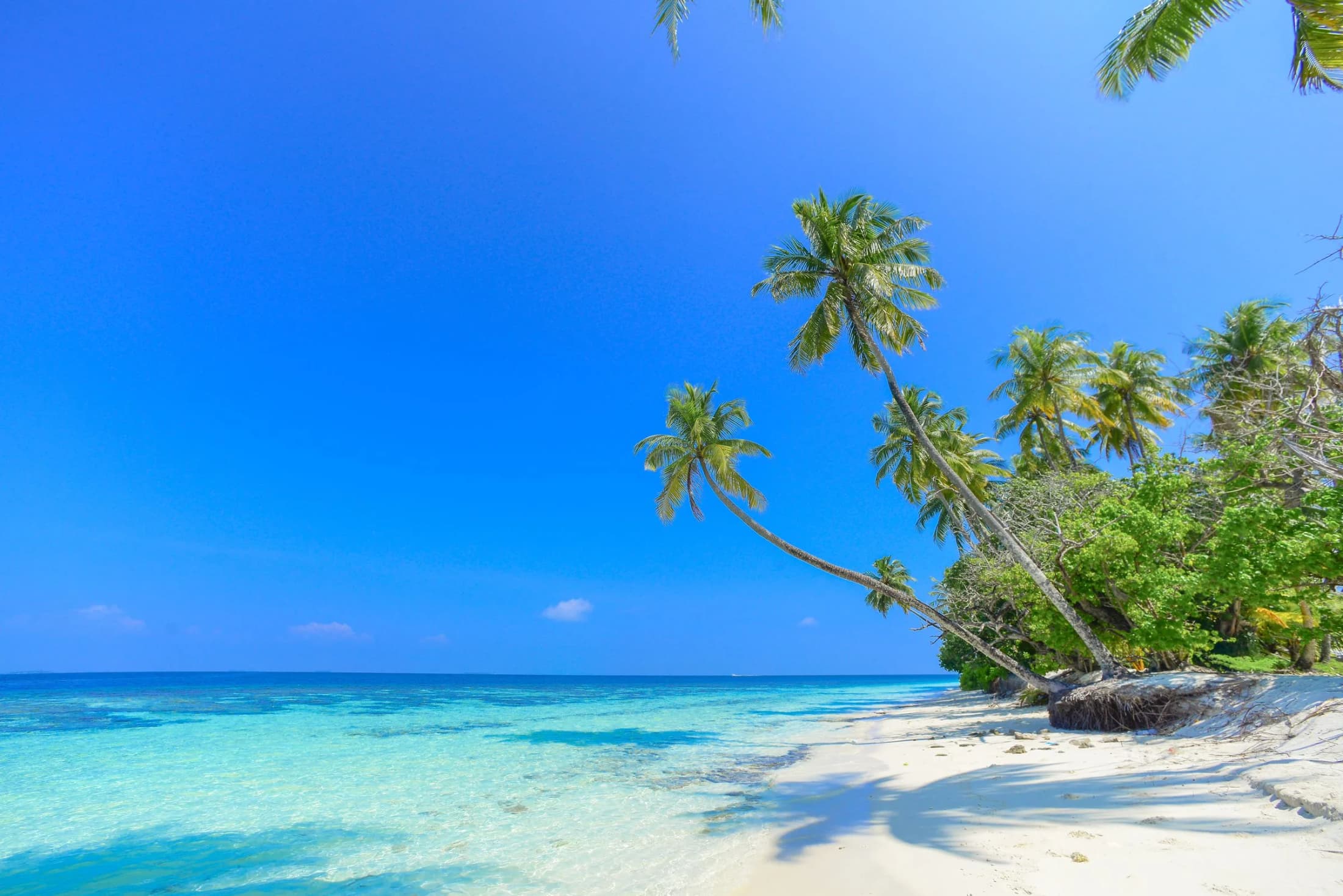 Palms leaning over clear turquoise water on a Caribbean beach