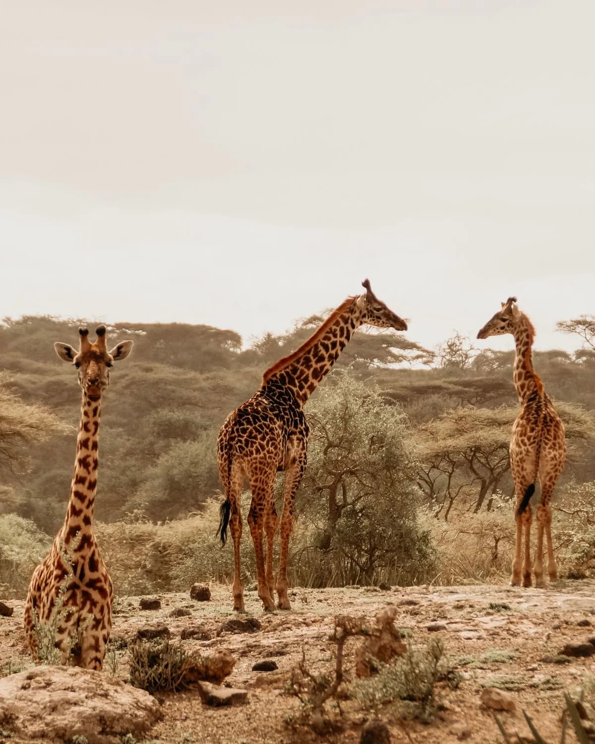 Three giraffes in the African savanna